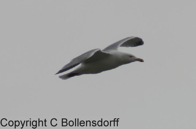 060414_7757 Inverness a