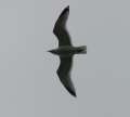 060414_7803 Inverness a