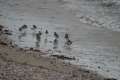060414_7992 Inverness