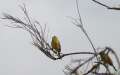 060414_8040 Inverness a