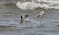 060414_8054 Inverness a