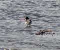 060414_8120 Inverness a