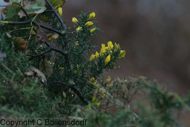 061022_8182 Pagham Harbour