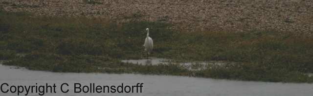 061022_8217 Pagham Harbour