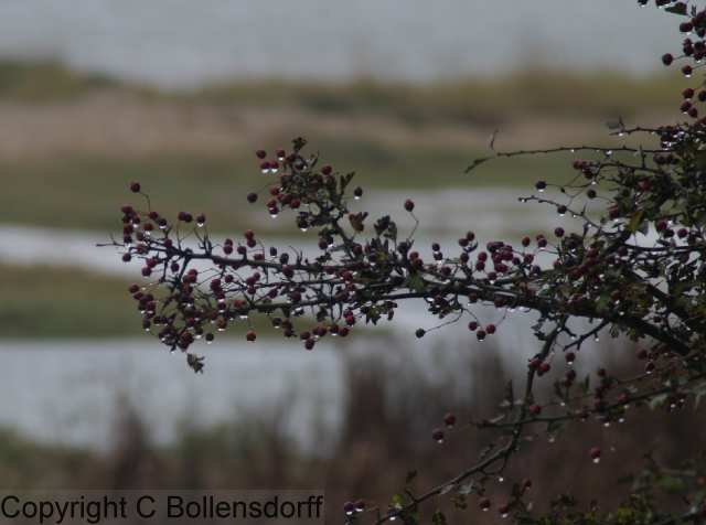 061022_8247 Pagham Harbour