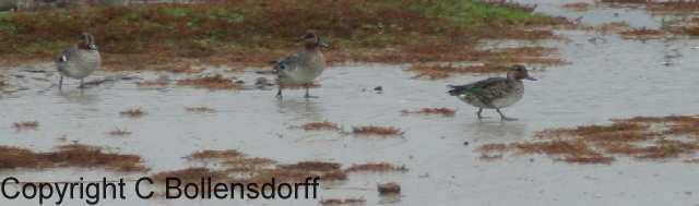 061022_8295 Pagham Harbour