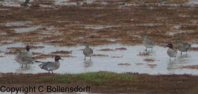 061022_8303 Pagham Harbour