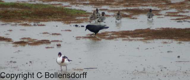 061022_8315 Pagham Harbour