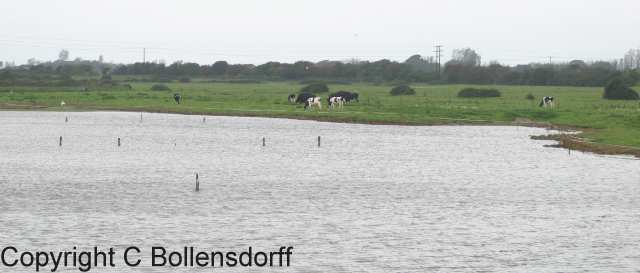 061022_8334 Pagham Harbour