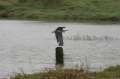061022_8272 Pagham Harbour