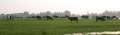 061015_8018 Port Meadow