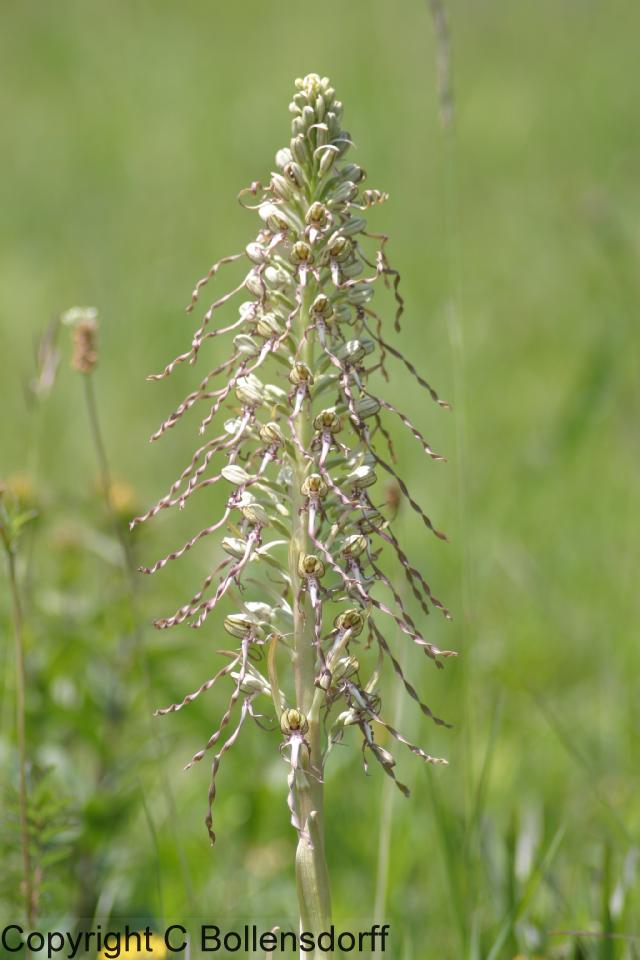 169_6950Jena-2004-041