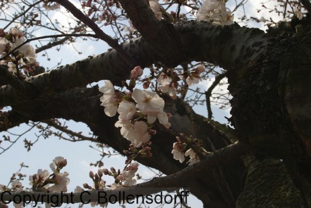 JapanOkayama077