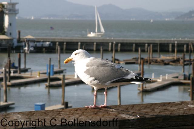 LASanFrancisco066
