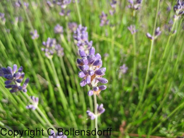 126_0265flowers08-060