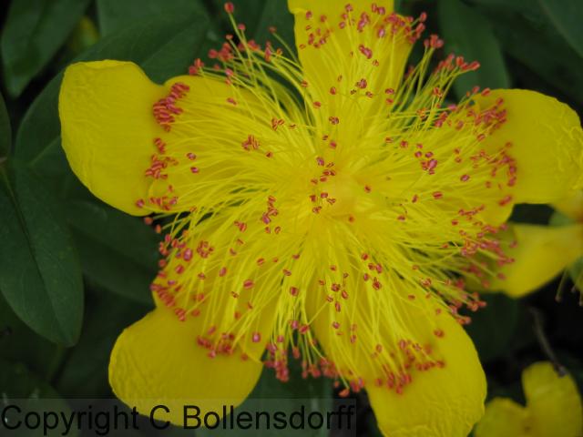 IMG_0305flowers08-065