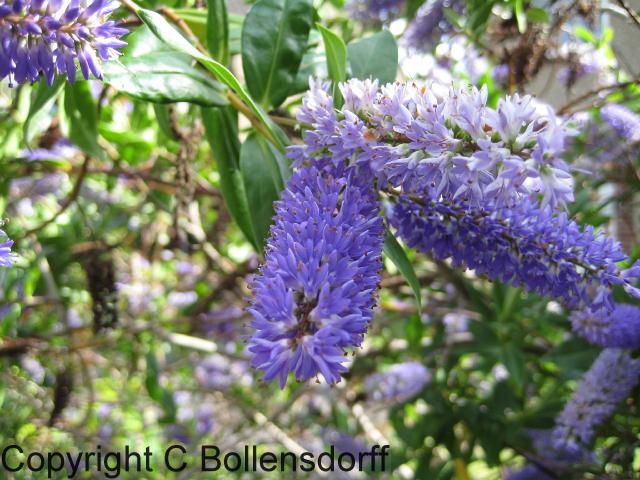 IMG_0319flowers08-067