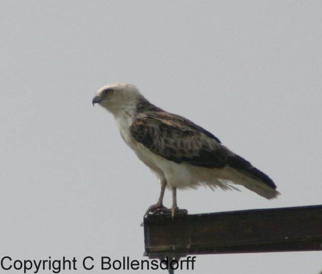 IMG_3057m_Schlangenadler3BulgariaPoda021