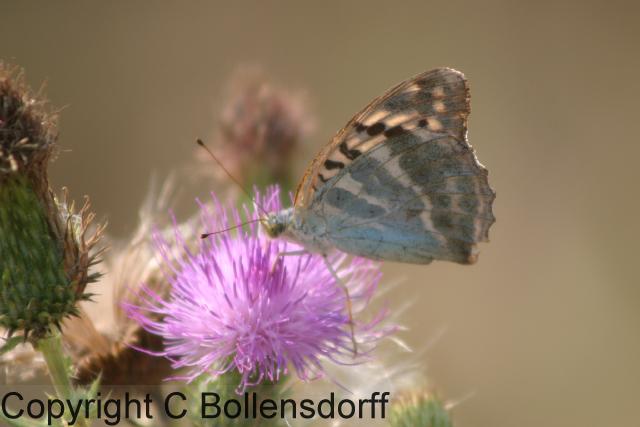 IMG_2823BulgariaStrandzja059