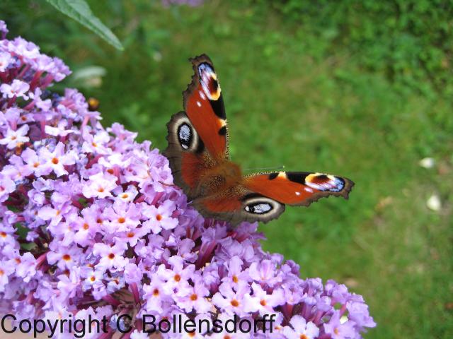 126_1140Oxfordshire051