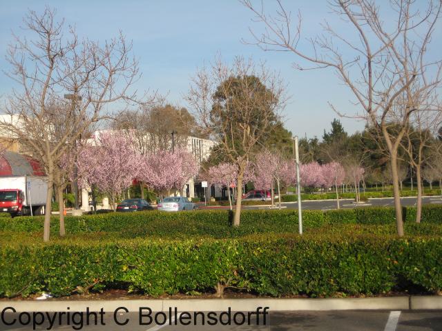 CAStanford071